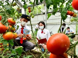 Soil-based, Pollution-free Greenhouse