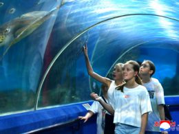 조로소년친선야영생들의 《친선의 밤》모임 진행